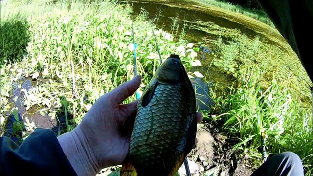 Рыбалка в пруду на даче