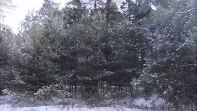 Ура Снег Скорее в лес 20 января 2018
