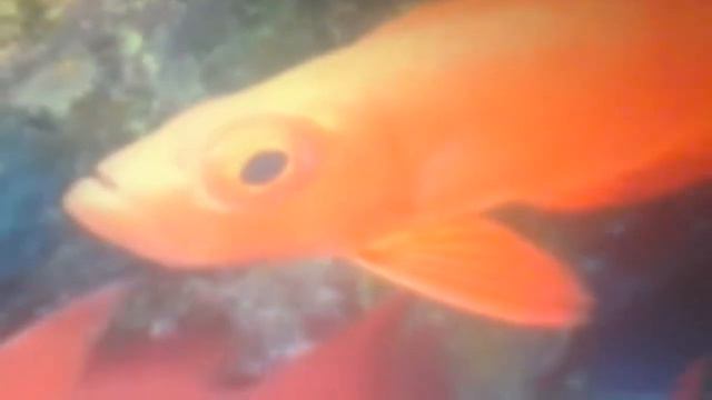 Десятина (БОГА).