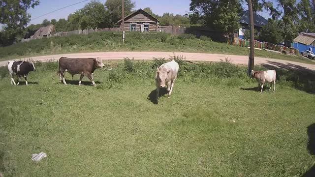 Ты быканул, или мне показалось?