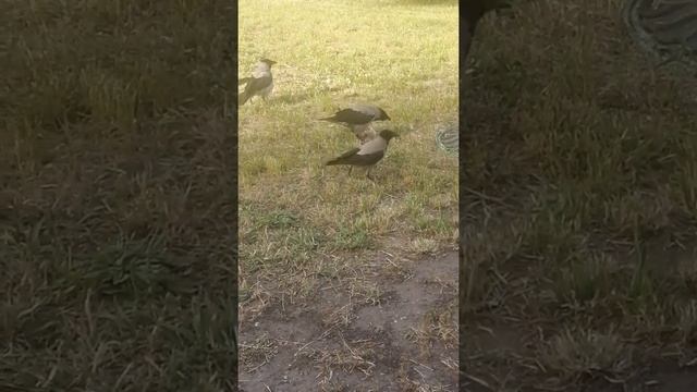 Конфликт двух самцов вороны из-за кости  Two crow males are feuding over gigantic bone