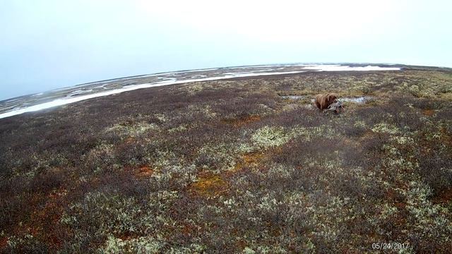 Охота на гусей, очередная подача гуся лабрадором Бэсси