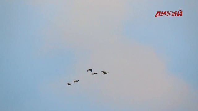 Охота без границ. Эпизод 5.