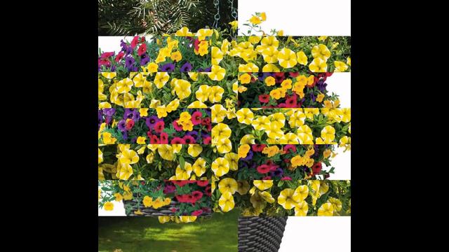 КАЛИБРАХОА  (CALIBRACHOA)  сем. Пасленовые