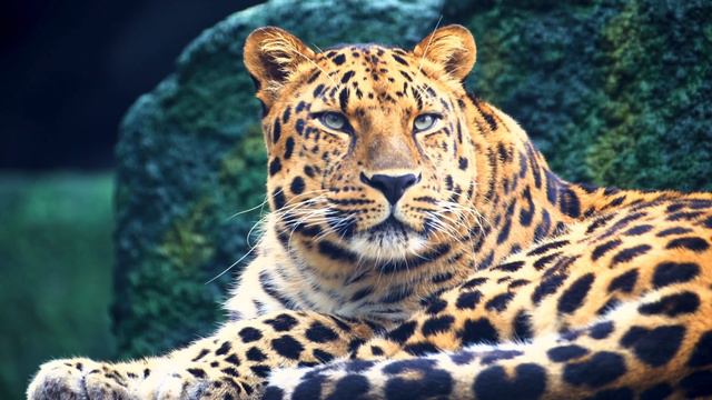 Животные 4K HDR 60fps _ Dolby Vision