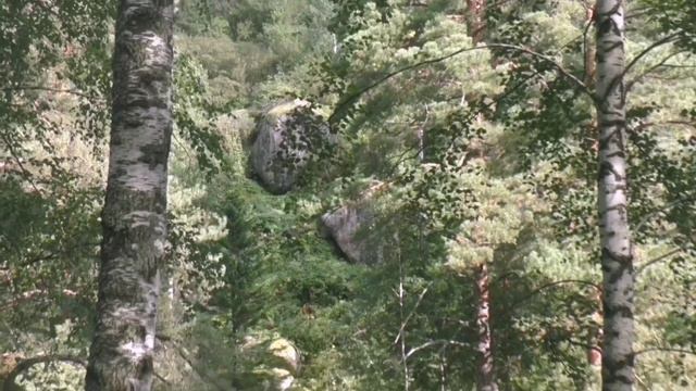 Природный АСМР Алтай горная река Белокуриха горное ущелье #Altai #asmr #река #лес #прогулка