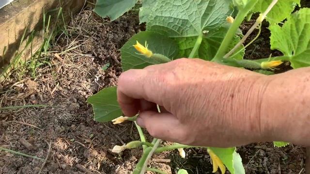 Что делать с усами у огурцов? Как я формирую огурцы.