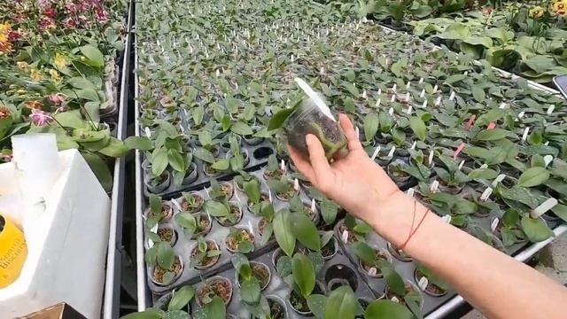 полив производителей 2