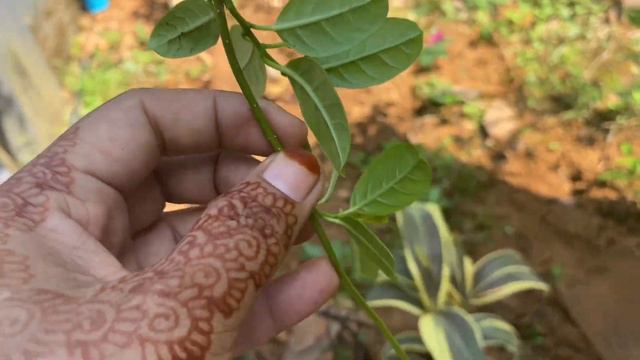 Mandevilla പ്ലാന്റ്സ് ഇങ്ങനെപിടിപ്പിച്ചാൽ എല്ലാം പിടിച്ചുകിട്ടും |mandevilla Propagation|star Famil