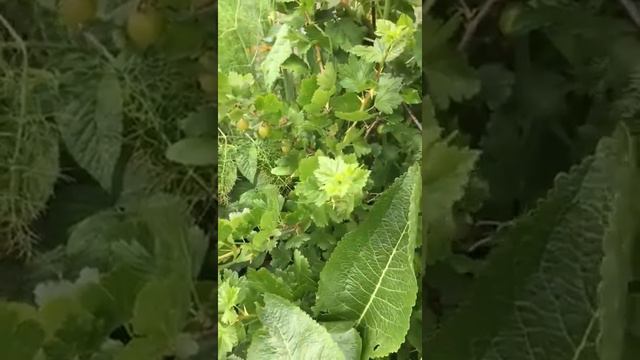 Gooseberries And Stevia