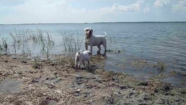 Американские бульдоги.На озере.