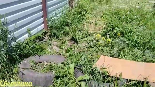 Отчёт о проделанной работе за неделю, Всё СЛОМАЛИ.#Новости #куры,#мускусные утки,#бентамки,#цыплята