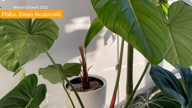 HOUSEPLANT TOUR Of Winter Growth | CARE Tips In Winter | How To Grow Plants In Winter | Plant Set U