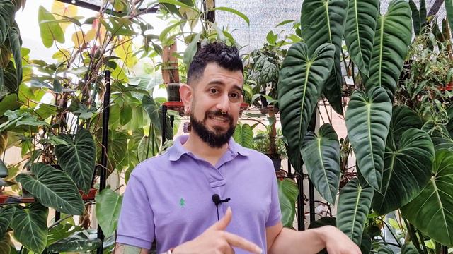 Syngonium Albo Review | 4 Years Owning The Variegated Syngonium Podophyllum | Care And Tips