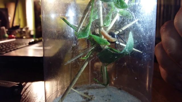 Latrodectus Hasselti, Kolacja Na Szybko