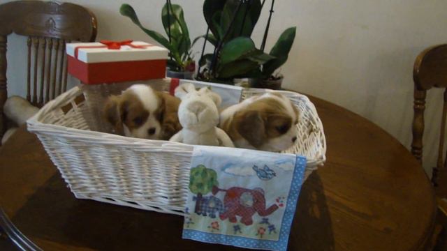 Поздравление с 8 Марта от Кавалеров