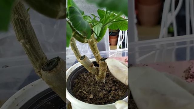 B220568e38763699ccd5ca42518f0138