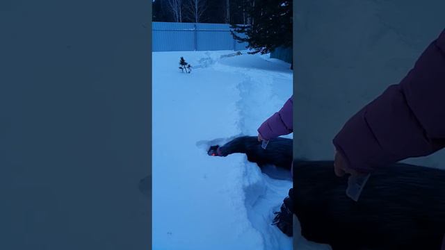 Наш черный ненормальный прямошерстный ретривет)