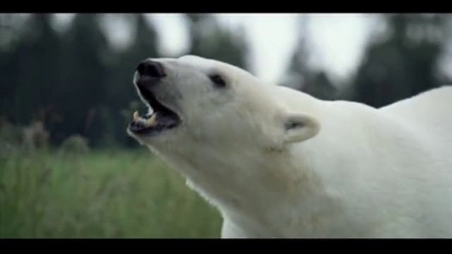 Nissan Leaf Polar Bear Commercial-www.nissanoffolsomlake.com