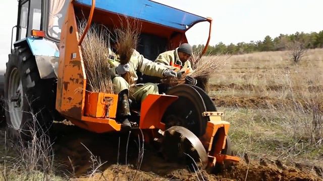 Новости Приморска.Начались работы по лесовосстановлению на Приморском участке Быковского лесничеств
