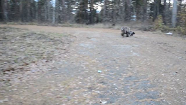 Ника и Кира