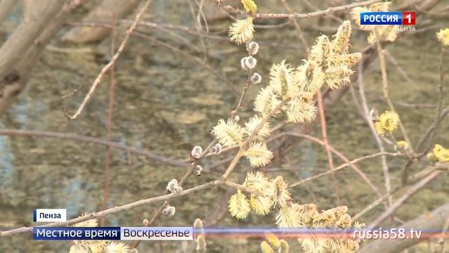 Православные отмечают Вербное воскресенье
