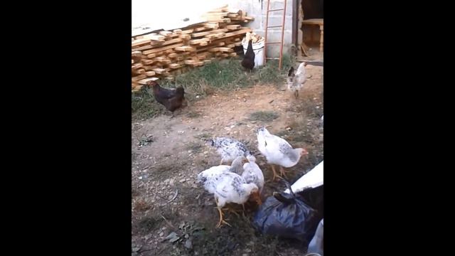 Пенопластовые куры