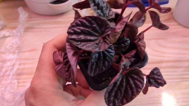 Так выглядят комнатные мошки. Процесс укоренения затягивается