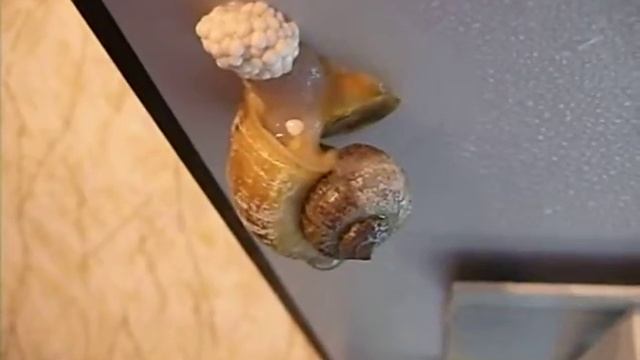 Улитка откладывает яйца.