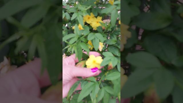 глициния, 9 апреля, Анталия