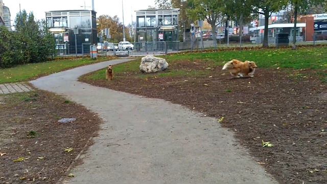 Dog Live: Airedale Terrier & Collie Together