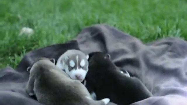 Щенки хаски 6ть дней)))