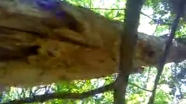 Лесная скрипка.