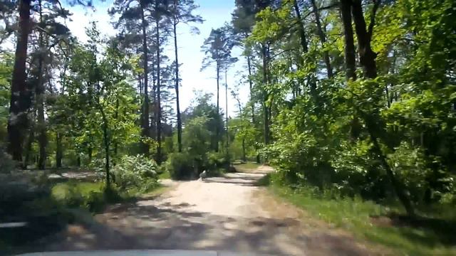 VLOG - ЖИЗНЬ МОИХ СОБАК