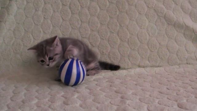 Продажа шотландских котят в Наб. Челнах