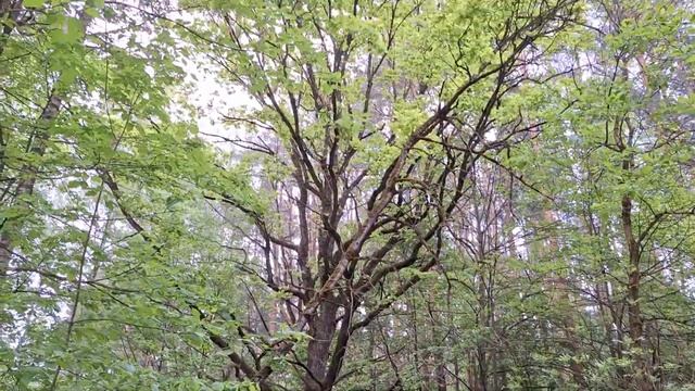 Релакс- пение птиц без обработки. Успокоит нервную систему. 100% эффективности.