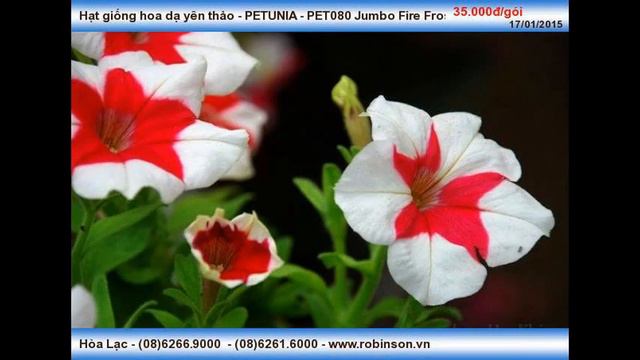 Giống Hạt Bông Dạ Yến Thảo PETUNIA