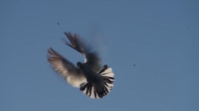 Молодые голуби, ставим на крыло.