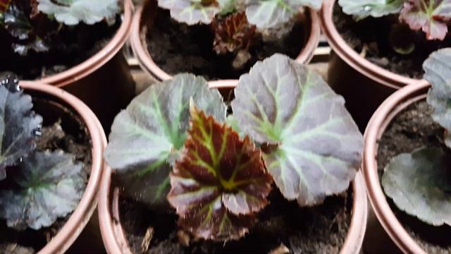 Строительный Квест