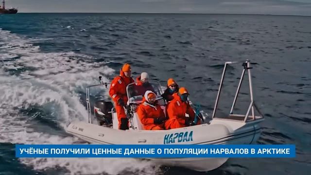 УЧЁНЫЕ ПОЛУЧИЛИ ЦЕННЫЕ ДАННЫЕ О ПОПУЛЯЦИИ НАРВАЛОВ В АРКТИКЕ