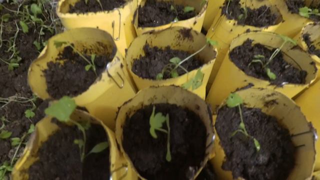 ПИКИРОВКА СЕЛЬДЕРЕЯ + стаканчики для рассады