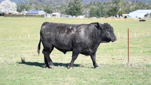 LOT 3 - Brooklana TM Infinity Q130