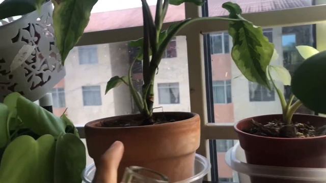 Plant Chores For My Rare And Common Plants Collections // Simple Daily Routine Plant Chores