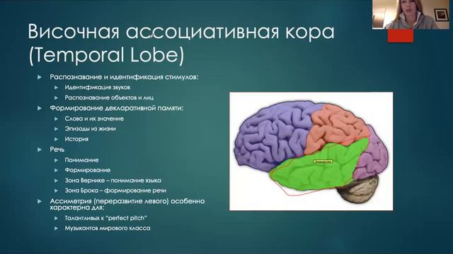 Что такое неокортекс?