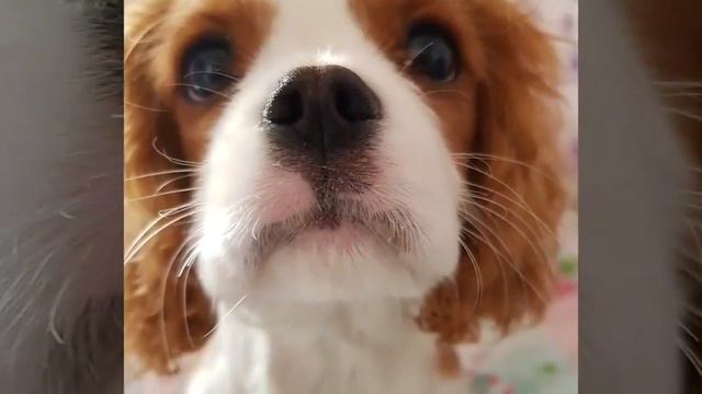 Как быстро летит время🐶