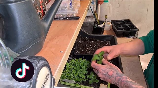 Potting On Petunia Seedlings
