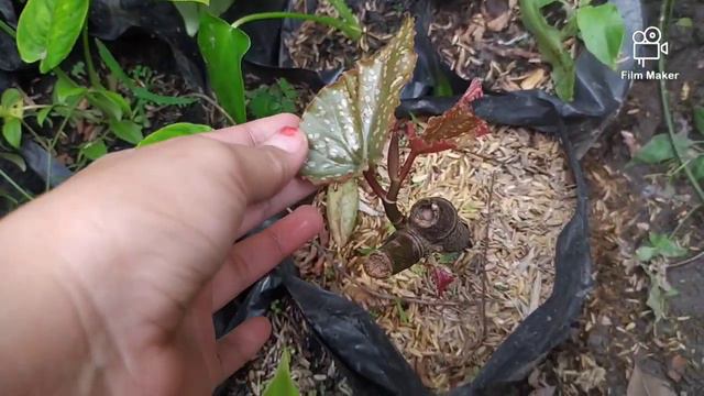 BEGONIA MURAH DI PACET-MULAI 10.000AN- 100RIBU DAPAT BANYAK(part-1)
