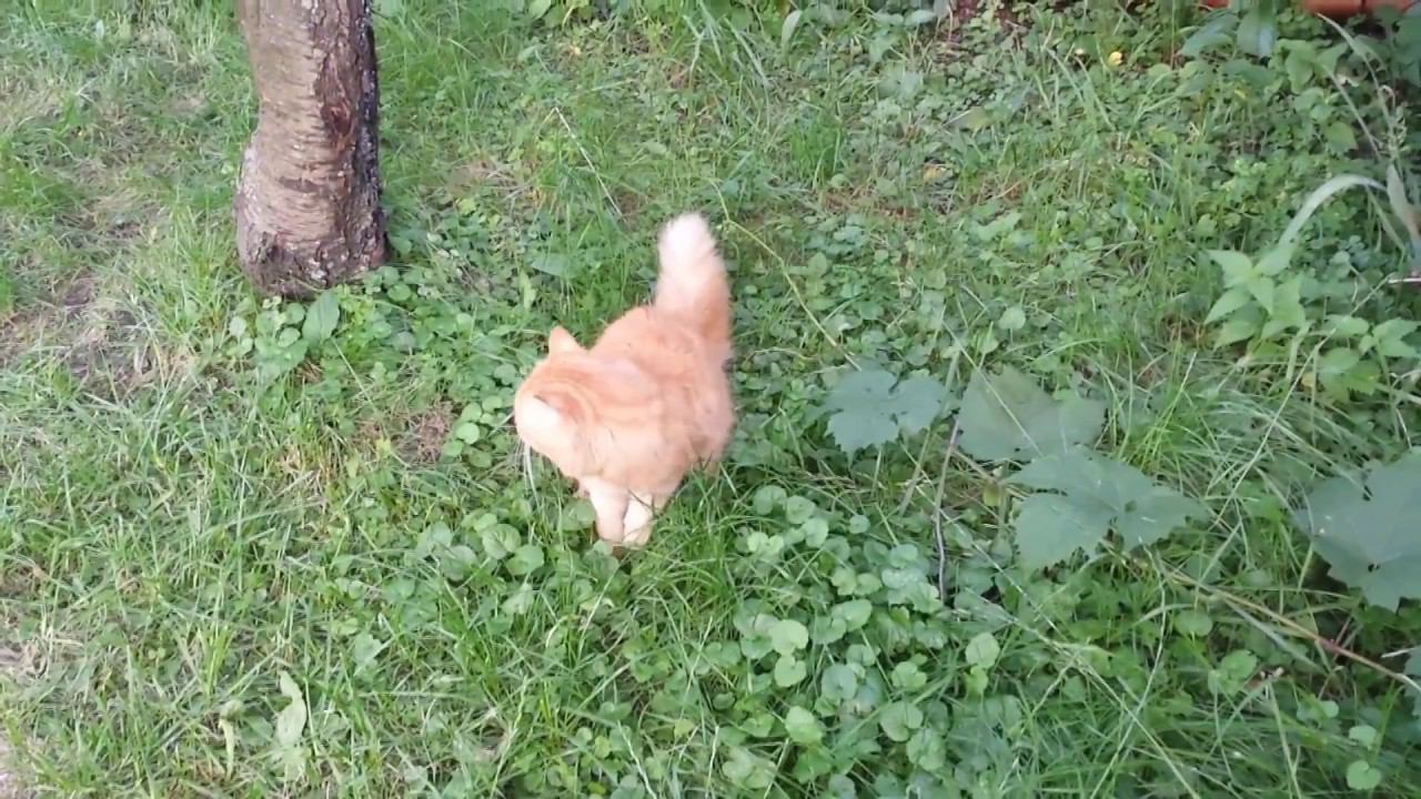 Кот спускается с дерева :)