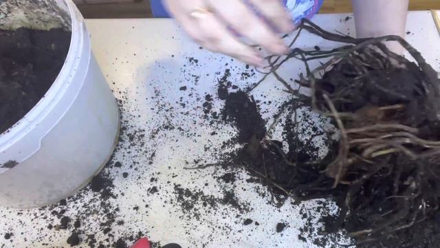 Восстанавливаем замиокулькас