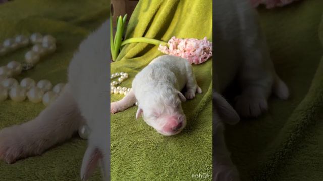 Щенки мареммо-абруццкой овчарки